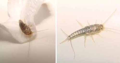 silverfish bite,Silverfish Bite: A Detailed Look into the Intricacies