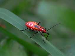 bite by insect swollen,Bite by Insect Swollen: A Detailed Look into the Causes, Symptoms, and Treatments