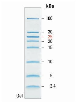 diffusion in low bits,Understanding Diffusion in Low Bits