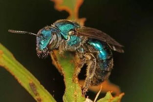 sweat bee bite,Sweat Bee Bite: A Detailed Overview