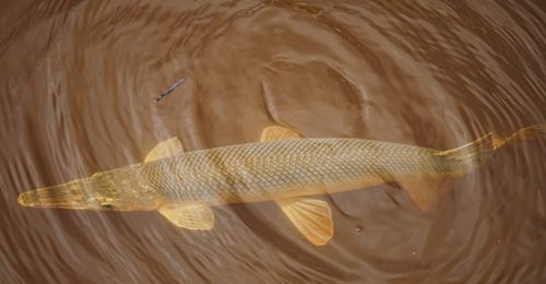 alligator gar bite,Understanding the Alligator Gar Bite: A Detailed Look