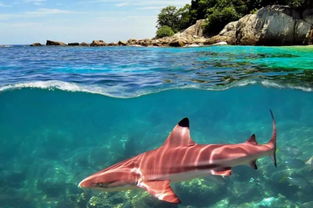 blacktip reef shark bite force psi,Understanding the Blacktip Reef Shark Bite Force PSI: A Detailed Insight