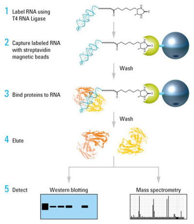 medicine for insect bite swelling,Understanding the Problem