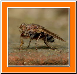 horse fly bite,Horse Fly Bite: A Detailed Overview