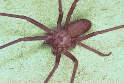 brown recluse spider bites,Understanding Brown Recluse Spider Bites