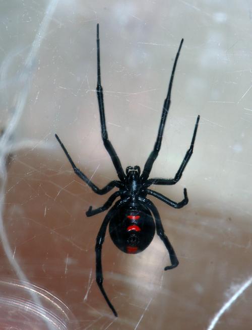 black widow spider bite,Black Widow Spider Bite: A Detailed Overview