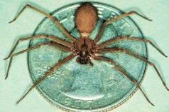 symptoms of brown recluse bite,Understanding the Brown Recluse Spider