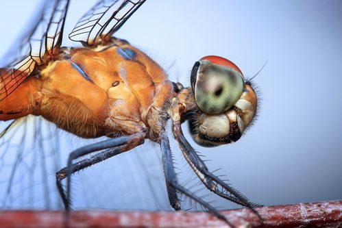 insect bites pictures,Insect Bites Pictures: A Detailed Look