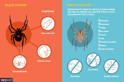 picture of spider bite,Picture of Spider Bite: A Detailed Look