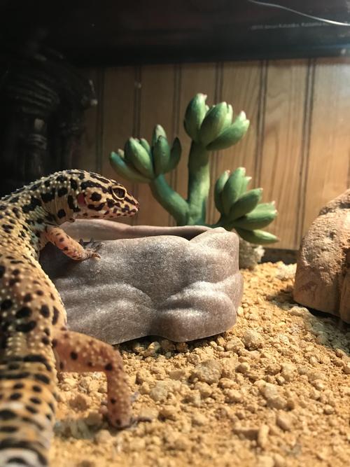 do leopard geckos bite,Do Leopard Geckos Bite?