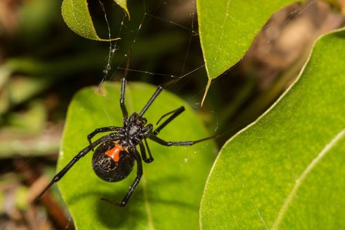 venomous spider and sqcorpion bites signs,Understanding Venomous Spider and Scorpion Bites