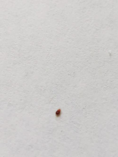 bed bug bite pictures,Bed Bug Bite Pictures: A Comprehensive Guide