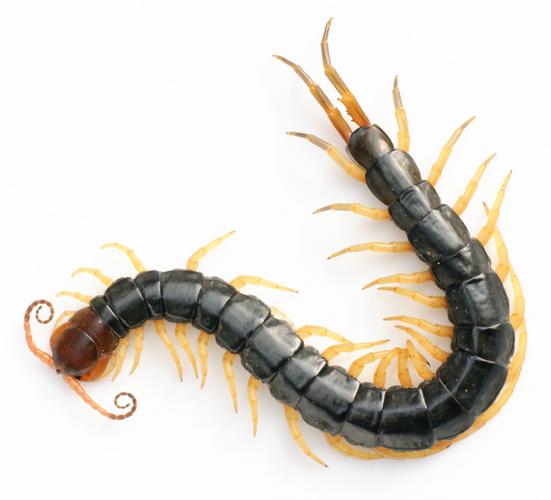 centipede bites,Centipede Bites: A Detailed Look into Their Effects and Prevention