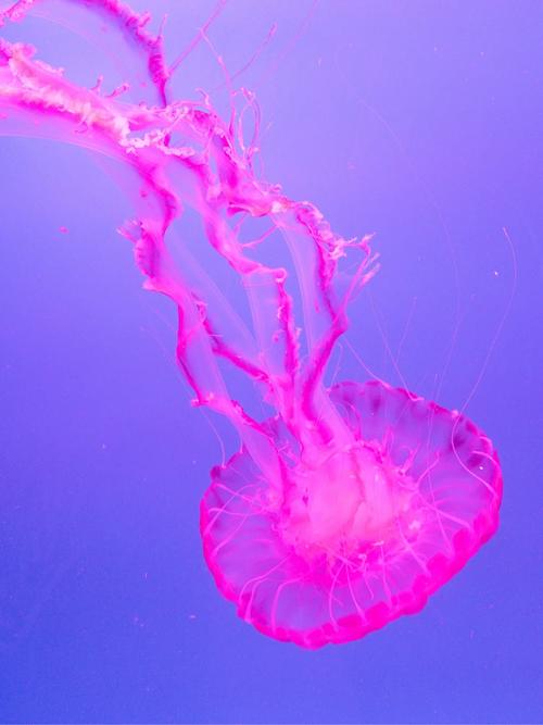 jellyfish bite urine,Understanding Jellyfish Bites