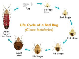 treatment for bed bugs bites,Treatment for Bed Bug Bites: A Comprehensive Guide