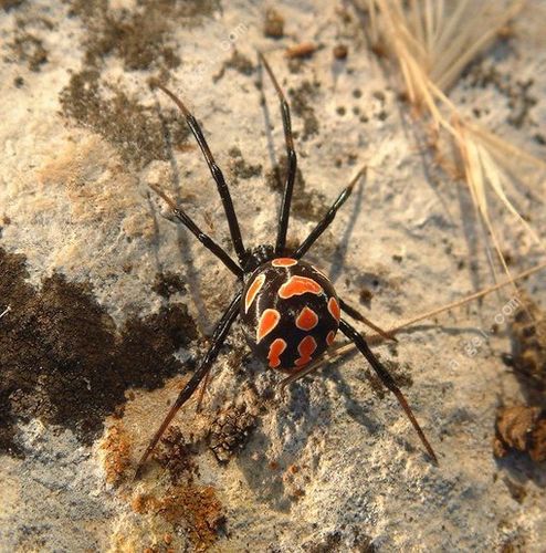 brown black widow spider bite,Understanding the Brown Black Widow Spider Bite