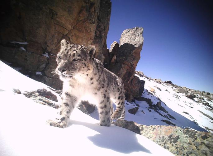 bite force of a snow leopard,Bite Force of a Snow Leopard: A Detailed Exploration