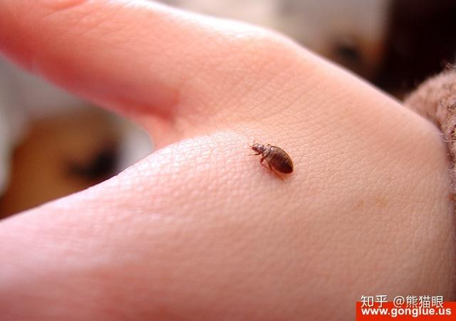 bed bug bites pictures,Bed Bug Bites Pictures: A Comprehensive Guide