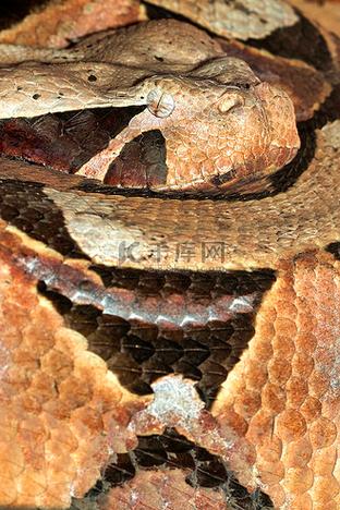 gaboon adder bite,Understanding the Gaboon Adder