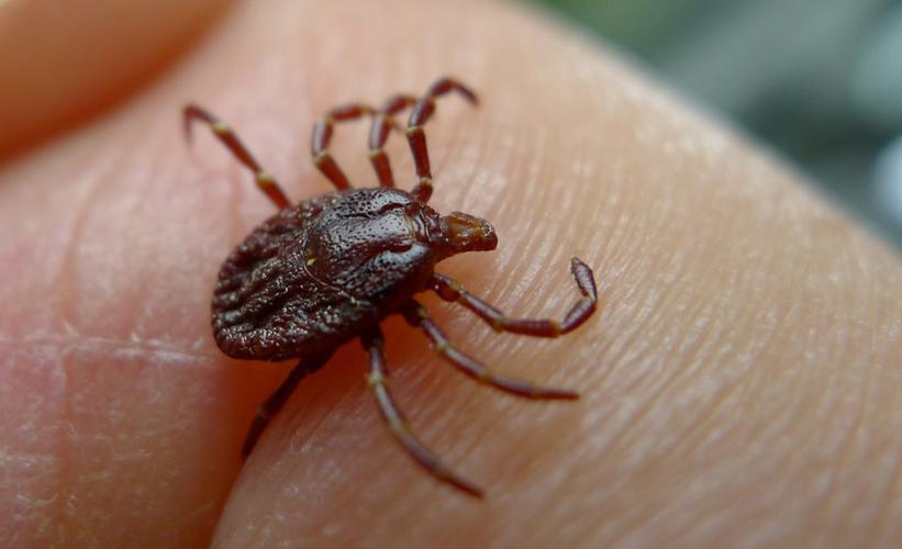 images of tick bites,Images of Tick Bites: A Comprehensive Guide