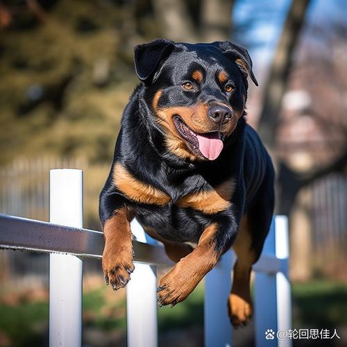 rottweiler dog bite force,Understanding the Rottweiler Dog Bite Force