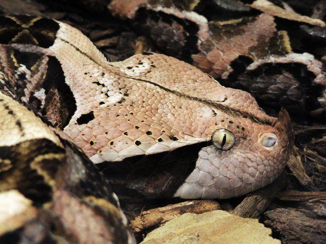 gaboon viper bite,Understanding the Gaboon Viper Bite