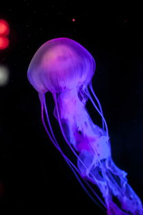 jellyfish bite images,Understanding Jellyfish Bites: A Detailed Look