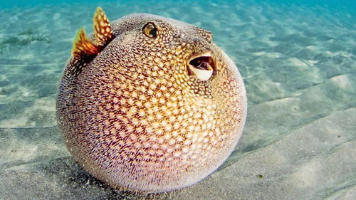 puffer fish bite,Puffer Fish Bite: A Detailed Look into the Unique and Potentially Harmful Encounter