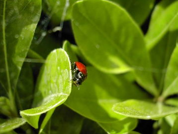 insect bite red ring around,Insect Bite Red Ring Around: A Detailed Guide