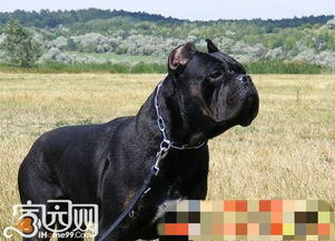 cane corso bite pressure,Understanding Cane Corso Bite Pressure