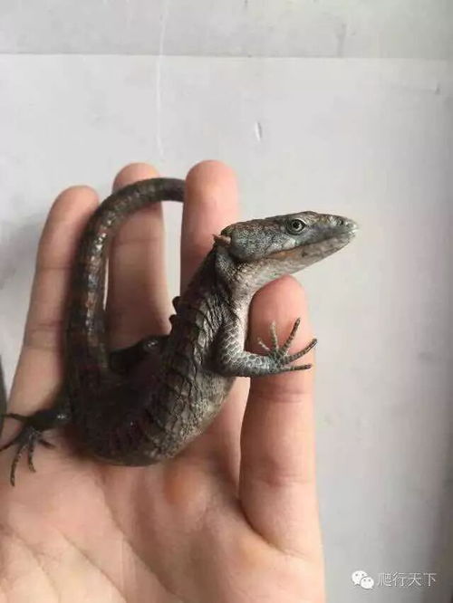 alligator lizard bite,Understanding the Alligator Lizard Bite: A Comprehensive Guide