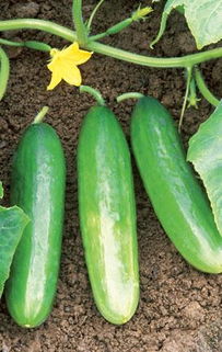 cucumber bites,Cucumber Bites: A Delectable and Versatile Snack