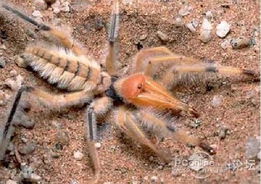 camel spider bites,Camel Spider Bites: A Detailed Look into the Dangers and Precautions