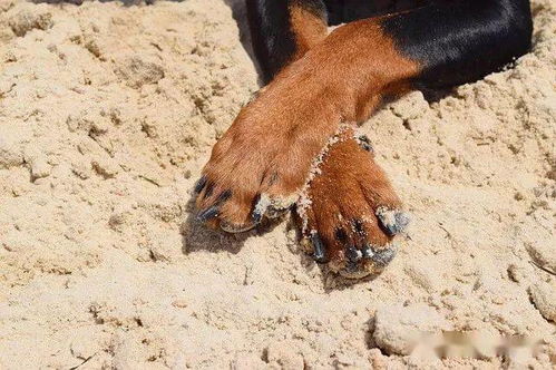 why does my dog bite his nails,Understanding the Behavior