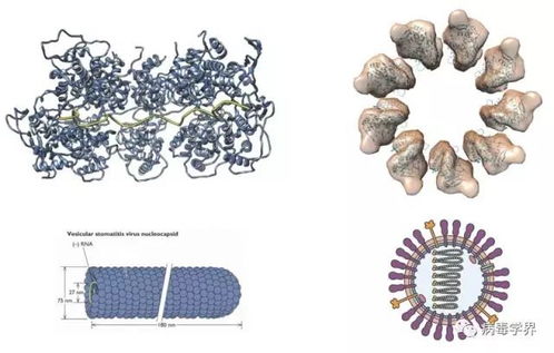 identification of insect bites,Identification of Insect Bites: A Comprehensive Guide