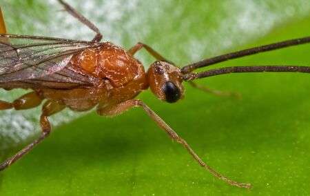 flying ant bite,Flying Ant Bite: A Detailed Guide