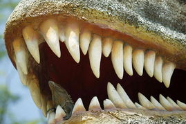 bite force of a crocodile,Bite Force of a Crocodile: A Detailed Look into the Terrestrial Predator’s Powerhouse Jaws