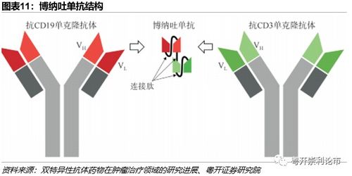 bite cell,Understanding BiTE Cells: A Comprehensive Guide