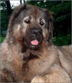 caucasian shepherd bite force,Caucasian Shepherd Bite Force: A Detailed Look