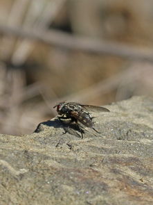 botfly bite,Understanding the Botfly Bite: A Comprehensive Guide