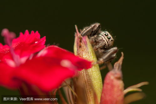 pictures of jumping spider bites,Pictures of Jumping Spider Bites: A Detailed Look