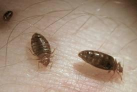 flea and bed bug bites,Flea and Bed Bug Bites: A Comprehensive Guide