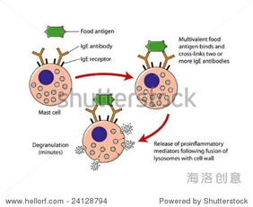 symptoms of ant bite allergy,Understanding Ant Bite Allergies