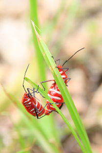 red small bug bites,Red Small Bug Bites: A Comprehensive Guide