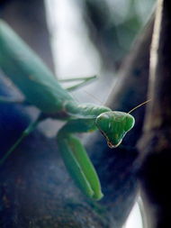 bit by praying mantis,Bit by the Praying Mantis: A Detailed Multi-Dimensional Introduction