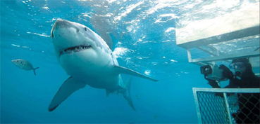 shark bites great white in half,Shark Bites Great White in Half: A Shocking Encounter