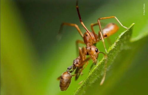 can ants bite humans,Can Ants Bite Humans?