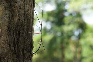 walking stick insect bite,Understanding the Walking Stick Insect Bite