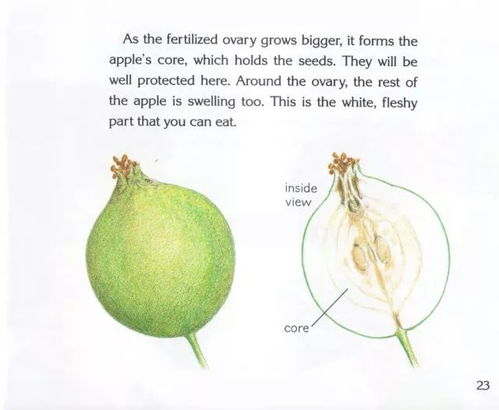 how long do insect bites last,How Long Do Insect Bites Last?