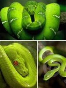 green mamba snake bite,Understanding the Green Mamba Snake Bite: A Comprehensive Guide